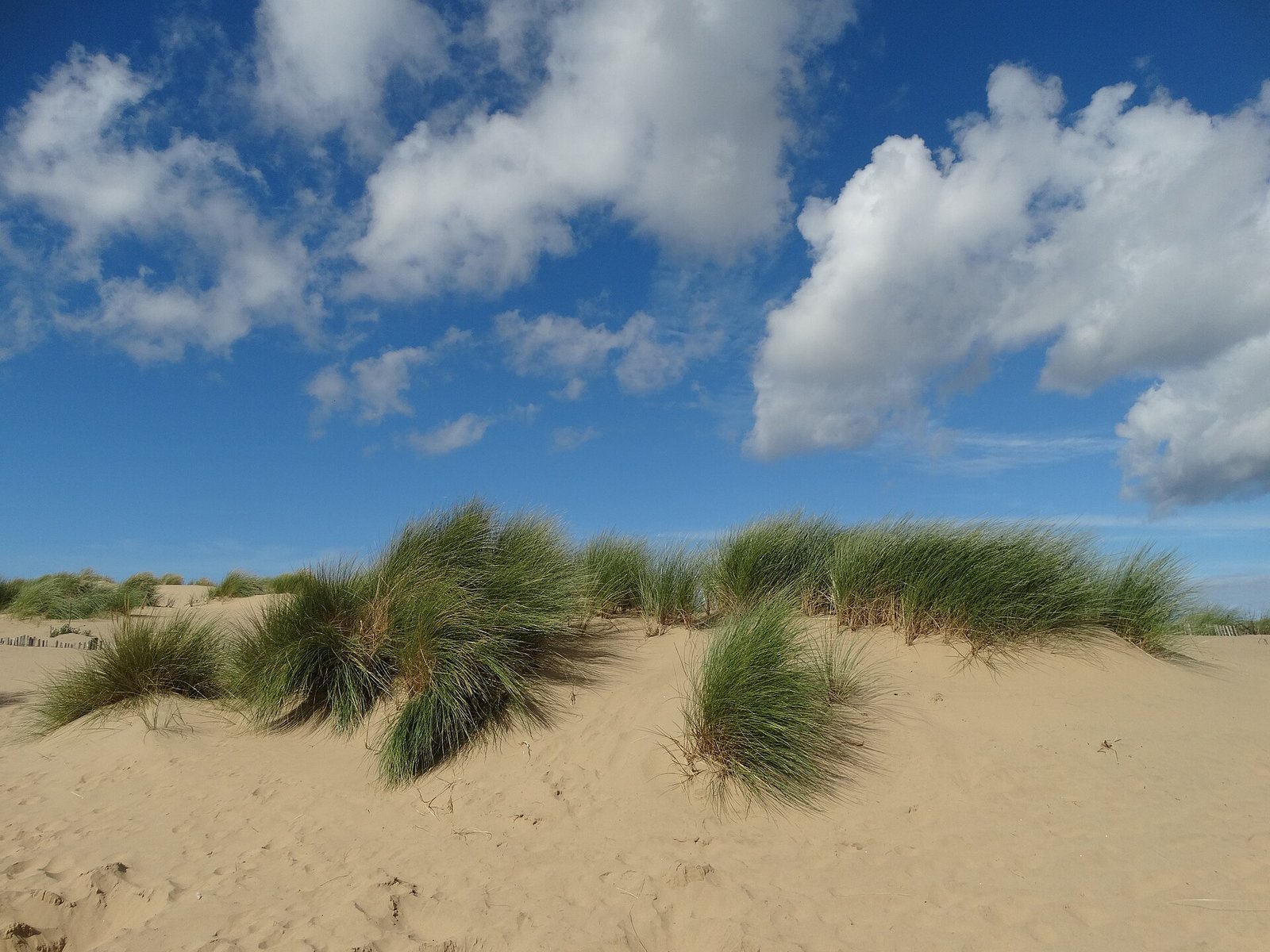 Dune grass under an open sky